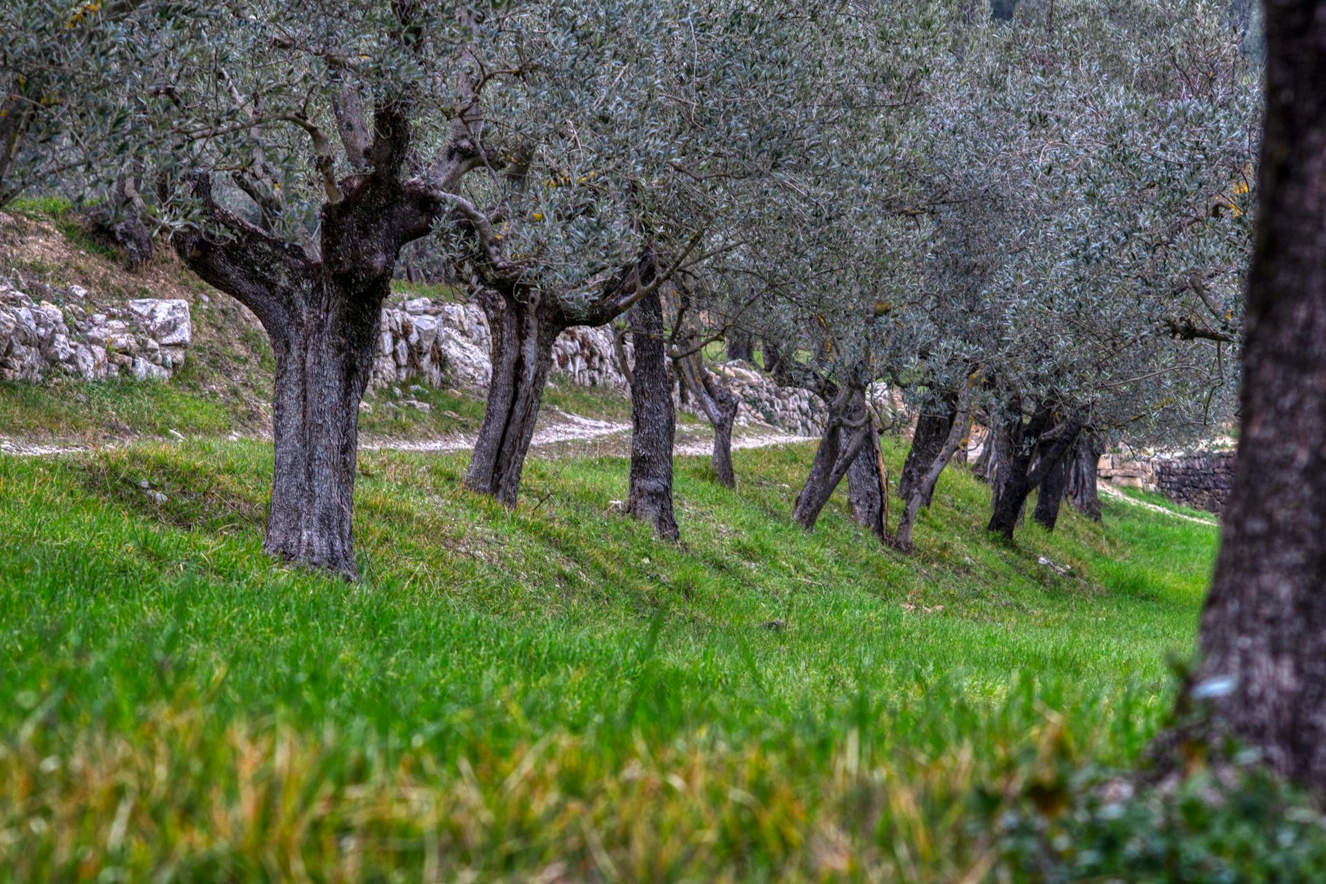 Calabrian Olive Grove